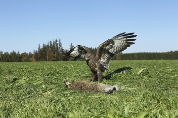 Steppe buzzard (Buteo buteo) on dead mown European hare (Lepus europaeus) Allgäu, Bavaria,...