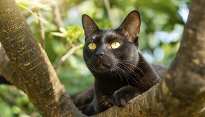 AI generated, animal, animals, mammal, mammals, cat, felidae (Felis catus), resting in a tree
