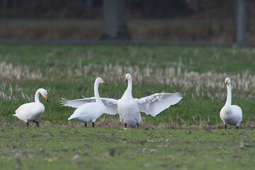 Whooper Swans (Cygnus cygnus), Emsland, Lower Saxony, Germany, Europe