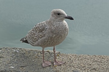 Young European herring gull (Larus argentatus) in the harbour, Padstow, Cornwall, England, Great Britain