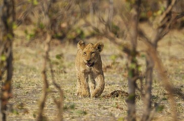 Lion (Panthera leo), cub, Savuti, Chobe National Park, Botswana, Africa