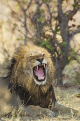 Lion (Panthera leo), yawning male, Savuti, Chobe National Park, Botswana, Africa