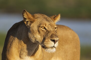 Lion (Panthera leo), female, evening light, Chobe National Park, Botswana, Africa