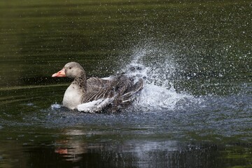 Bathing Greylag Goose (Anser anser) splashing with water, Schleswig-Holstein, Germany, Europe
