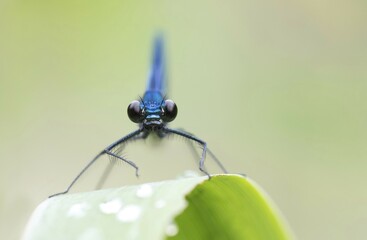 Male banded demoiselle (Calopteryx splendens), frontal view, Hesse, Germany, Europe