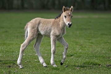 Dülmen pony, colt, Dulmen, North Rhine-Westphalia, Germany, Europe