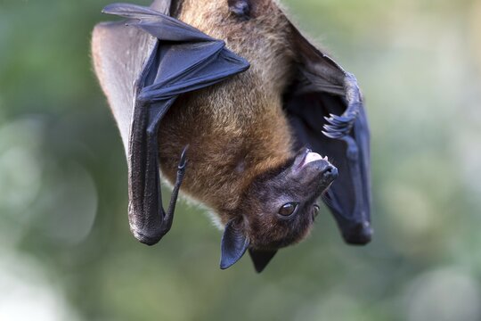 Indian flying fox or greater Indian fruit bat (Pteropus giganteus) hanging, captive
