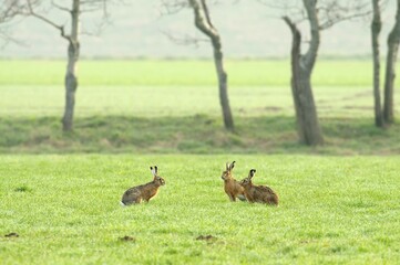 Hares  (Lepus europaeus) looking at each other in the mating season in a meadow, North Rhine-Westphalia, Germany, Europe