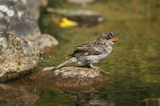 House sparrow (Passer domestics) fledgling after bath in garden pond, Germany, Europe