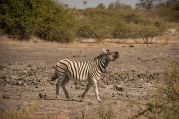 herd of zebras in the African savanna at sunset botswana