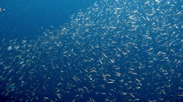 A school of anchovies moving and waving together to escape their prey