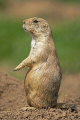 Black-tailed Prairie Dog (Cynomys ludovicianus) stands attentively, France, Europe