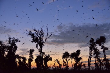 Straw-coloured Fruit Bats (Eidolon helvum), in flight at first light, Kasanka National Park, Zambia, Africa