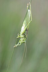 Great Green Bush Cricket (Tettigonia viridissima), Emsland, Lower Saxony, Germany, Europe