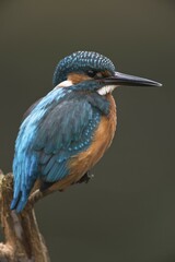 Eurasian kingfisher (Alcedo atthis) sitting on tree branch, male, Emsland, Lower Saxony, Germany, Europe