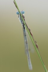 Common blue damselfly, also common bluet or northern bluet (Enallagma cyathigerum), male, Emsland, Lower Saxony, Germany, Europe