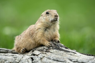 Black-tailed Prairie Dog (Cynomys ludovicianus) lying on tree trunk, France, Europe