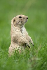 Black-tailed Prairie Dog (Cynomys ludovicianus) stands attentively, France, Europe