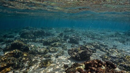 Fototapeta premium coral reef in the blue sea