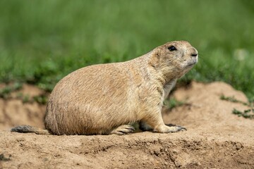 Black-tailed Prairie Dog (Cynomys ludovicianus) at animal den, France, Europe