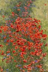 Corn poppy (Papaver rhoeas) and Cornflowers (Cyanus segetum) in a Barleys field (Hordeum vulgare),...