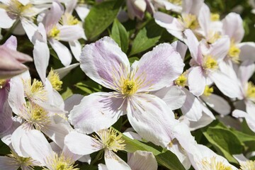 Flowering Clematis (Clematis), Saxony, Germany, Europe
