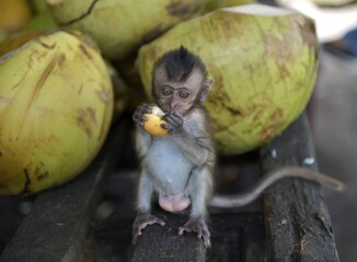 Young Northern pig-tailed macaque (Macaca leonina) eating a fruit, Lamai, Koh Samui, Thailand, Asia