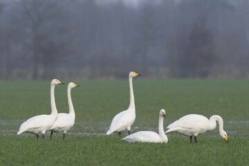 Whooper Swans (Cygnus cygnus), Emsland, Lower Saxony, Germany, Europe