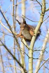 Red squirrel (Sciurus vulgaris), between branches, North Rhine-Westphalia, Germany, Europe