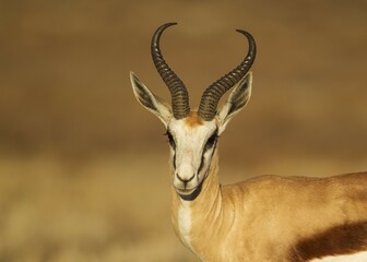 Springbok (Antidorcas marsupialis), male, portrait, Kalahari Desert, Kgalagadi Transfrontier Park, South Africa, Africa