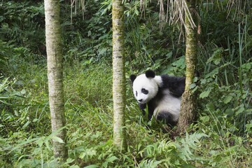 Giant Panda (Ailuropoda melanoleuca), 2 years, China Conservation and Research Centre for the Giant...