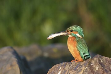 Male Kingfisher (Alcedo atthis) on stone with fish for mating feeding, morning light, Hesse, Germany, Europe