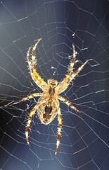 Close-up of a spider hanging in its web against a dark background Araneus Family: Orb-weaver spiders (Araneidae)