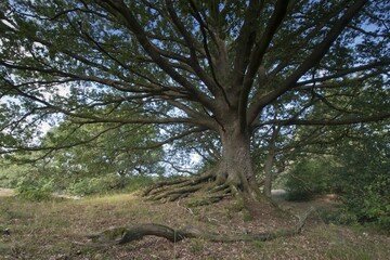 Wood pasture oak (Quercus robur), Emsland, Lower Saxony, Germany, Europe