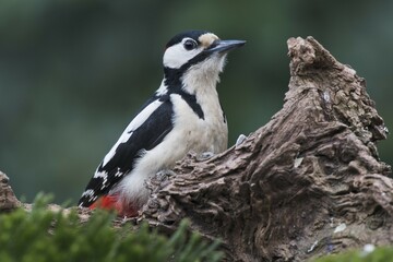 Great spotted woodpecker (Dendrocopos major) sits on deadwood, Emsland, Lower Saxony, Germany, Europe