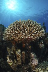 Low staghorn coral (Acropora humilis) in backlight, sun rays, Abu Dabab reef dive site, Egypt, Red Sea, Africa