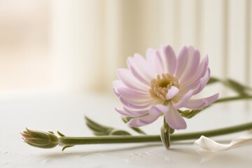 Obraz premium Pastel pink flower in fine detail on a white background, exuding elegance and a touch of nature's simplicity