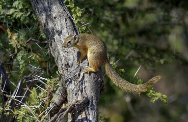 Smith's bush squirrel (Paraxerus cepapi), on tree trunk, Kruger National Park, Limpopo Province, South Africa, Africa