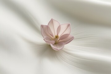 Obraz premium Pastel pink flower in fine detail on a white background, exuding elegance and a touch of nature's simplicity
