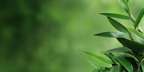 Bamboo leaves on blurred green background. Nature and wellness content