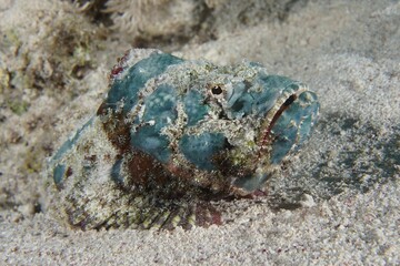Juvenile humphead dragonhead (Scorpaenopsis diabolus) with open mouth, dive site House Reef, Mangrove Bay, El Quesir, Egypt, Red Sea, Africa