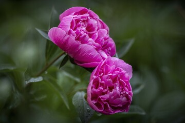 European peony (Paeonia officinalis), also true peony, peasant peony, garden peony, Germany, Europe
