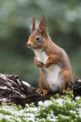 Eurasian red squirrel (Sciurus vulgaris) in winter, Emsland, Lower Saxony, Germany, Europe