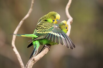 Budgerigars (Melopsittacus undulatus), mating, captive
