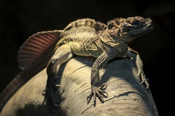 Philippine sailfin lizard  (Hydrosaurus pustulatus), captive, Germany, Europe