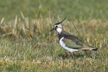 Northern lapwing (Vanellus vanellus) standing in meadow, Emsland, Lower Saxony, Germany, Europe