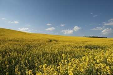 Obraz premium Blooming rapeseed field (Brassica napus), blue cloudy sky, Mecklenburg-Western Pomerania, Germany, Europe