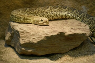 Toxic Mexican west coast rattlesnake (Crotalus basiliscus) on rock, captive, occurrence Mexico