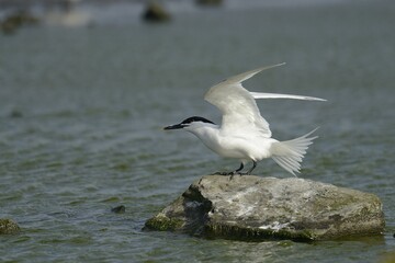 Sandwich Tern (Sterna sandvicensis), Texel, The Netherlands, Europe