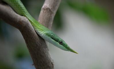 Rhinoceros ratsnake (Gonyosoma boulengeri), adult, captive, Germany, Europe
